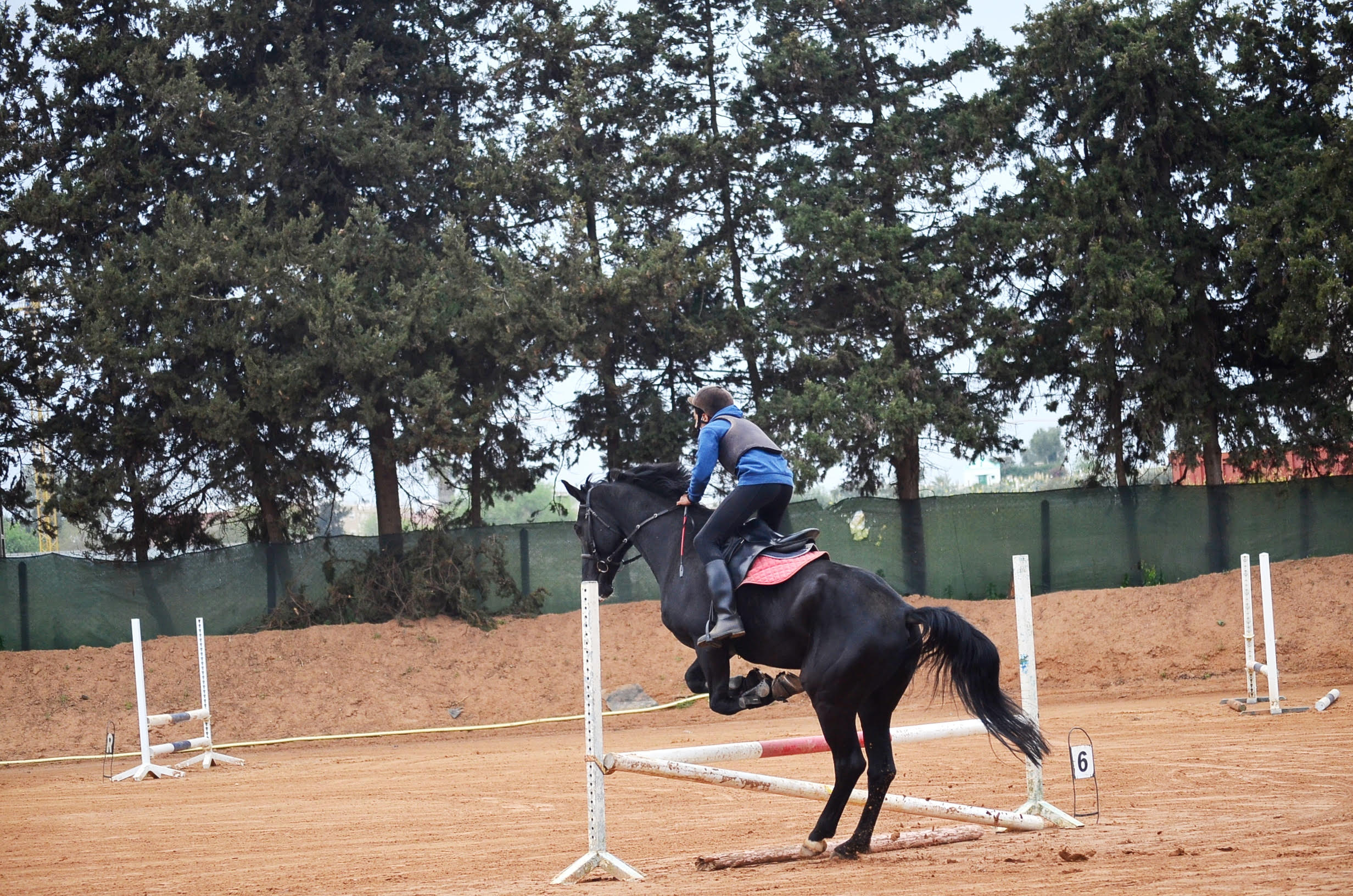 concour équitation amical