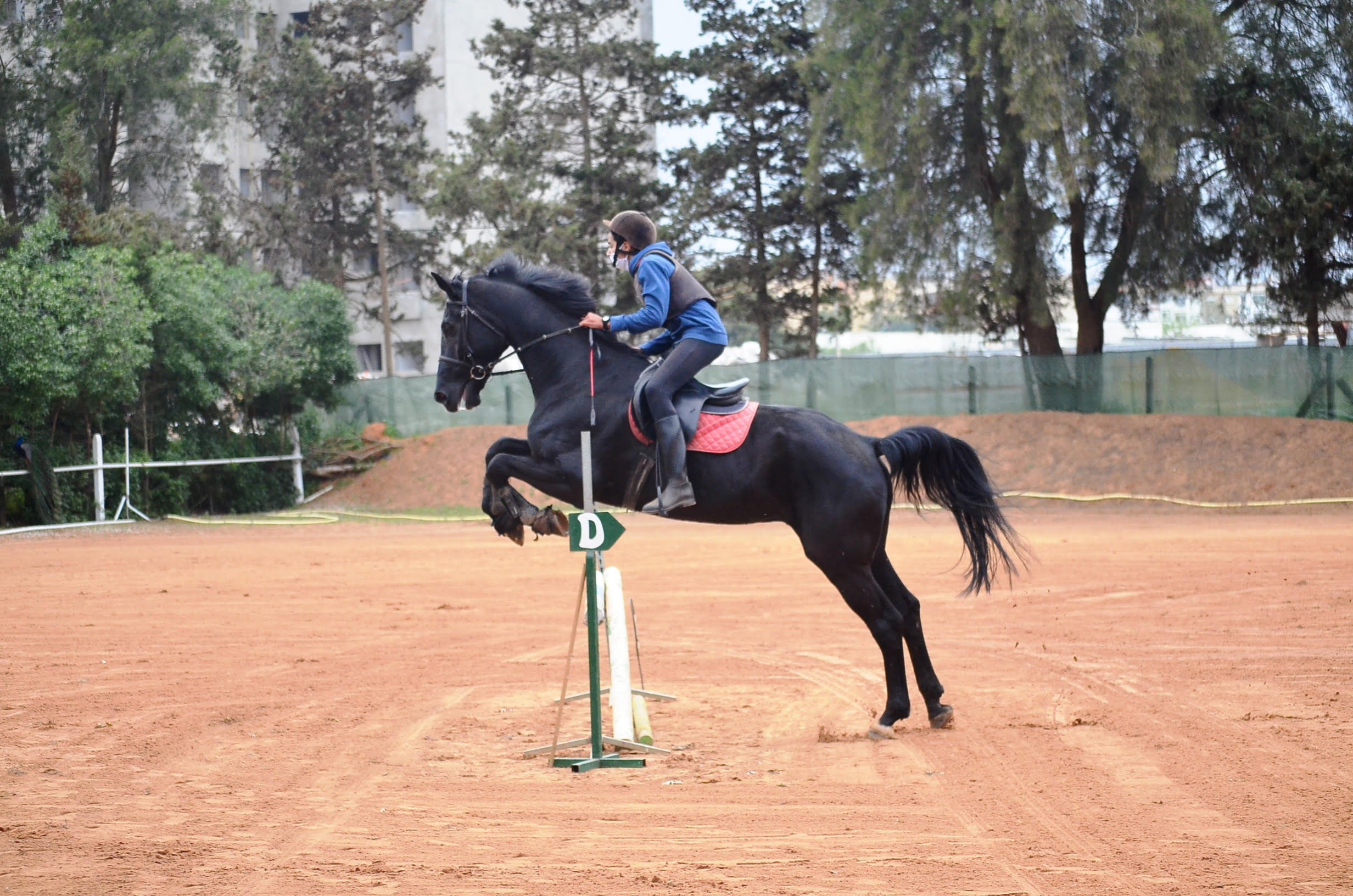 concour équitation amical