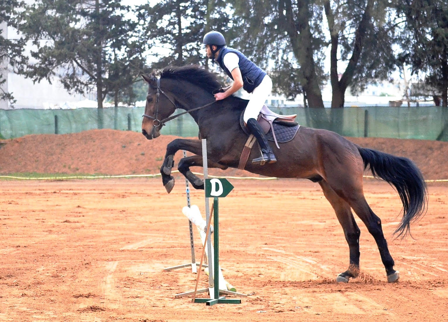 concour équitation amical