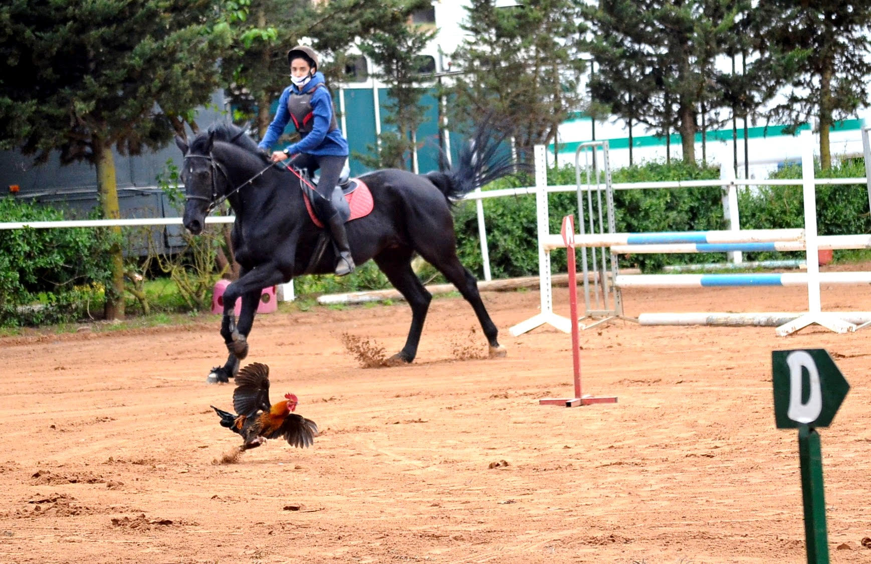 concour équitation amical